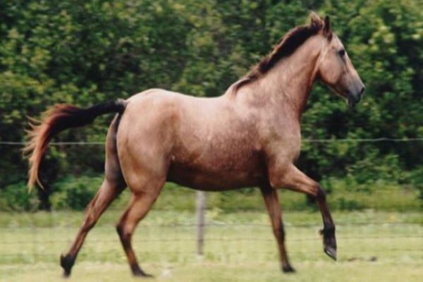 Moyle Horse